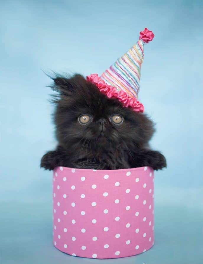 Black Birthday Kitten Cute Cats in Hats