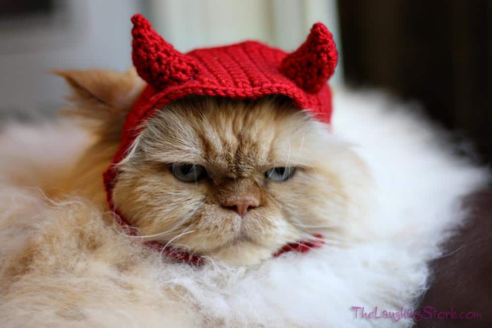 Devil Cat - Cute Cats in Hats