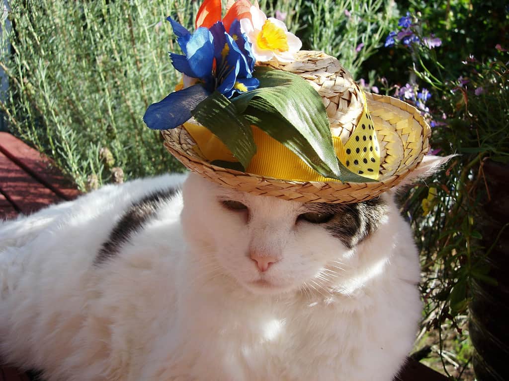 Flower Straw Hat Cat Cute Cats in Hats