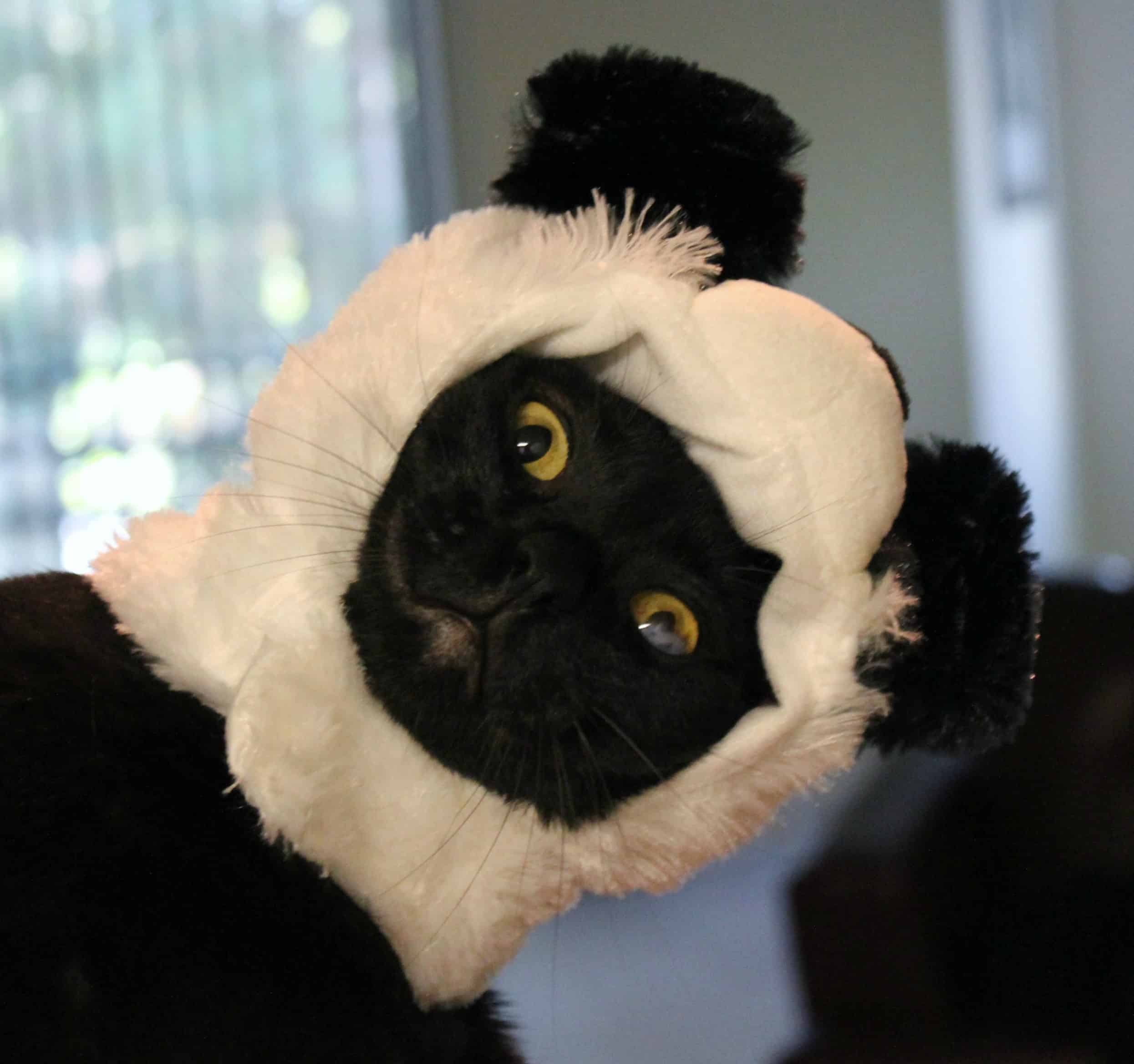 panda jelly cat