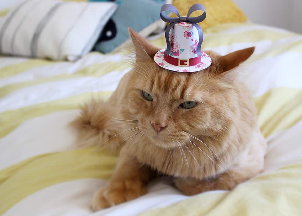 Paper Flower Hat Cat Cute Cats in Hats