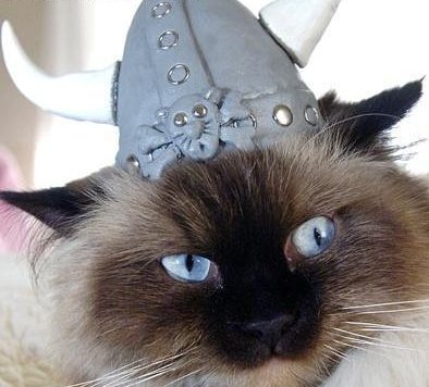 Image result for viking hat for cat