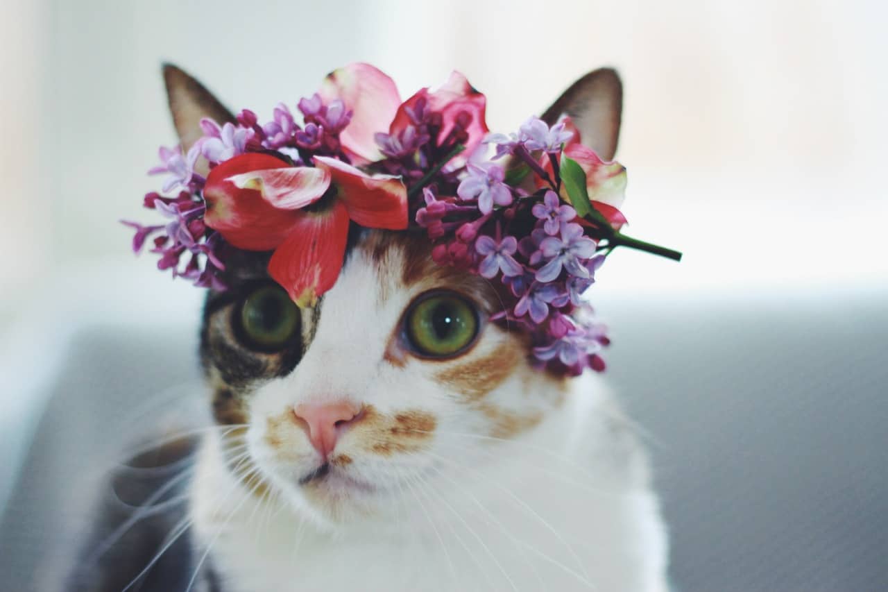 Crown of Flowers Cat Cute Cats in Hats