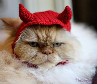 http://cutecatsinhats.com/wp-content/uploads/bfi_thumb/devil-cat-mksssu8csuxtd9gk2xnswmitwd55k69qmgngicl3w0-mkst0q3m4tqeri081cd4vpp4wdh2wjxv8urm8ehzao.jpg