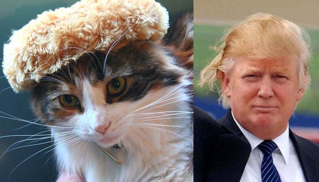 toupee donald trump cat