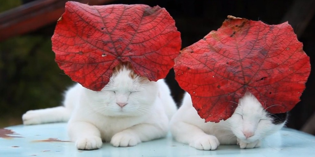 A cat in a lettuce hat