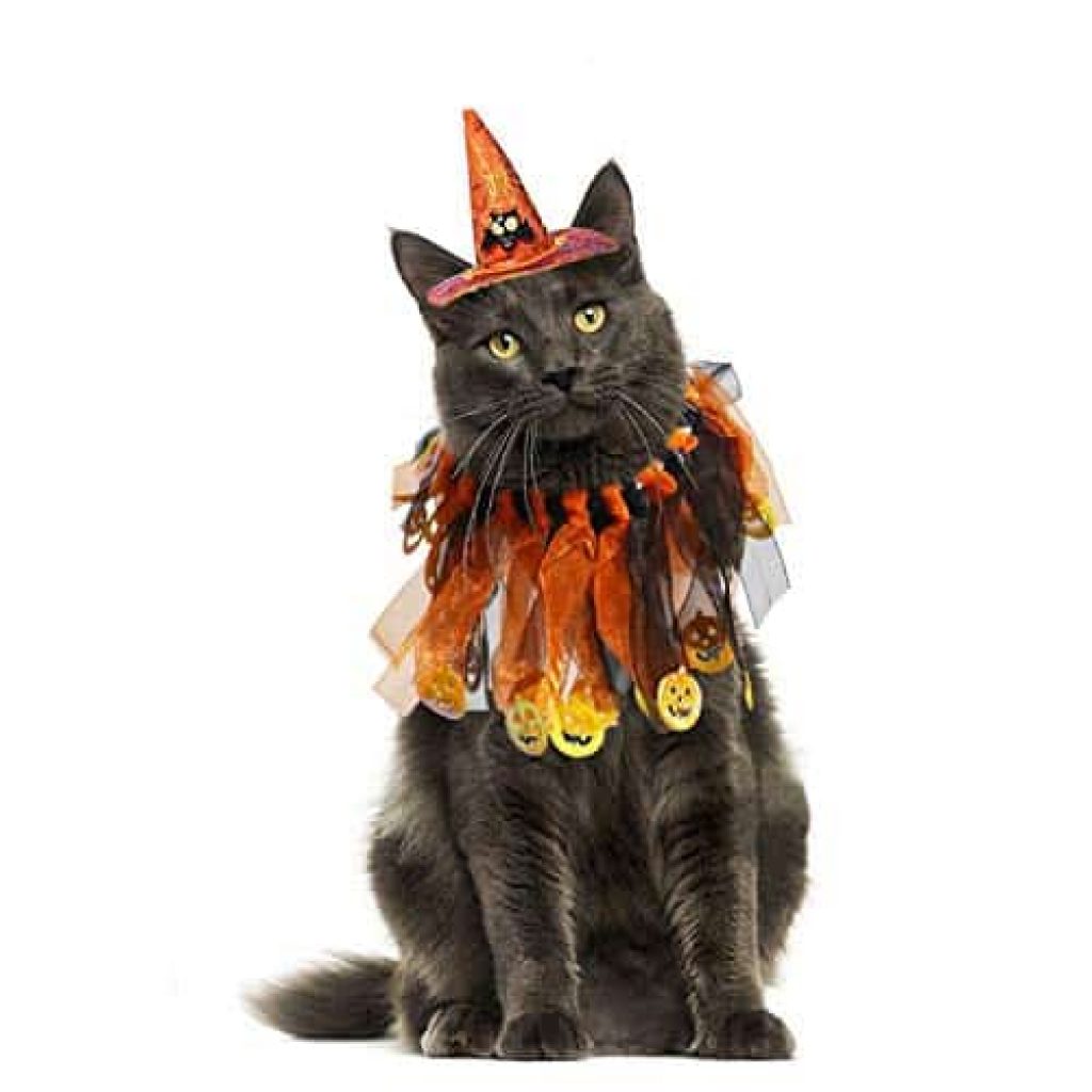 Pet Halloween Hat,Funny Adjustable Pumpkin Hat Party Props Clothing for Cats//Dog Puppies Orange