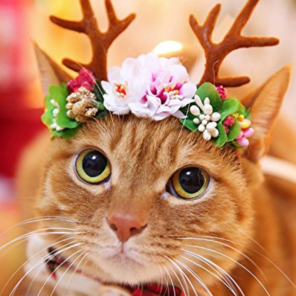 hair accessories cat