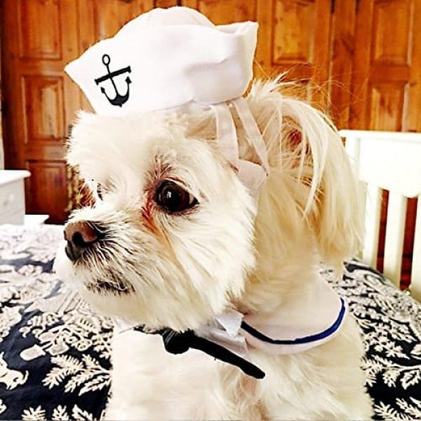 dog with sailor hat