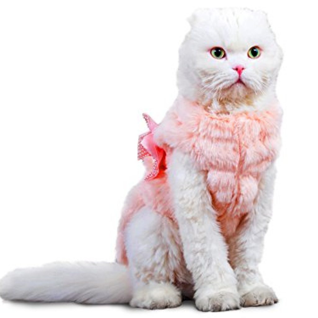 Cat Costumes & Cat Outfits - Shark, Rabbit, Tuxedo, Peacock, & More!